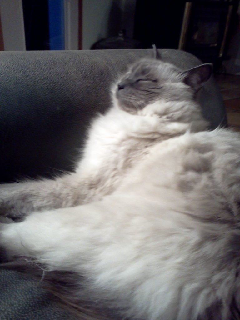 Hugo J. Treadwell Cannabis Cancer Cat